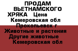 ПРОДАМ ВЬЕТНАМСКОГО ХРЯКА › Цена ­ 3 000 - Кемеровская обл., Прокопьевск г. Животные и растения » Другие животные   . Кемеровская обл.